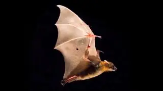 Bat's Agility In Flight | Science Nation