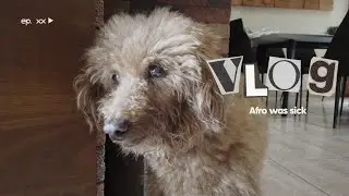 Daily vlogs 20-23 Aug 2025: Afro was sick