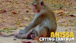 CRY.. CRY... Baby Monkey Anissa Crying Tantrum Sacking Body Angry Mum Anna Not Allow Getting Milk