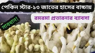 পেকিন ষ্টার-১৩ হাঁসের বাচ্চায় কিভাবে প্রতারণা করা হয়। অরজিনাল পেকিং ষ্টার-১৩ বাচ্চা চিনবেন কিভাবে।