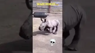Best Animal Transformation Part 7 | Epic Animal Morph #Shorts