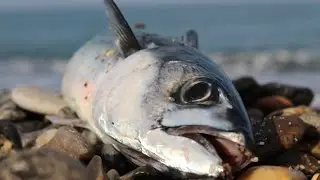 Hunting big numbers of MACKEREL from COAST (makrill, makrell, makrele, mackerel)