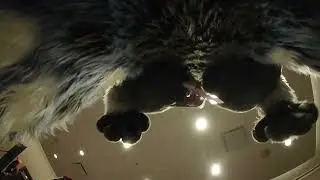Megaplex 2025: Macro Micro Meet (Rare bird under foot footage)