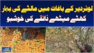 Lower Dir Citrus Orchards | Red Bull & Shukri Oranges in Season | Winter Fruit Delight - Aaj News