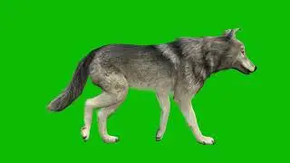 Wolf running and hauling  Green Screen Video 4K