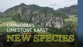 New species in limestone karst | Cambodia