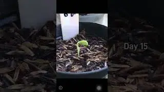 Growing Butterfly Pea from Seeds #butterflypea #shorts #growingbutterflypea #telang #plantwithyou
