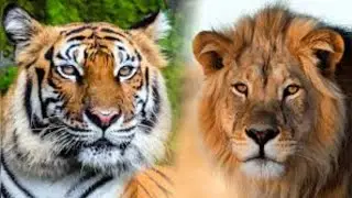 KUROTA INTARE CYANGWA INGWE MUNZOZI BISOBANUYE #UBUSOBANURO#