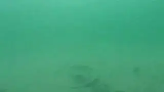 Rays Underwater