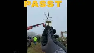 Baum für Turmfalke 1