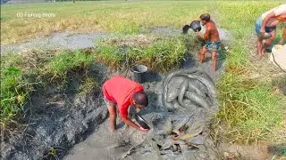 Catching lots of Taki fish with a small dry pond || Unique Field Fishing Video