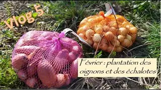 Vlog 5. Début février, comment planter les oignons et les échalotes au potager ?
