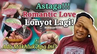 (Eps. 14) Aglaonema Romantic Love Lonyot (Busuk Daun) Lagi, Eh Nongol Makhluk Ini | Rimawan Vlog
