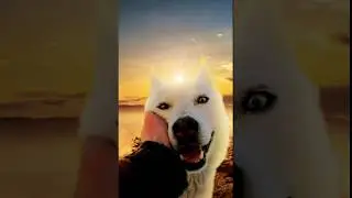 Cute Puppy Wallpaper