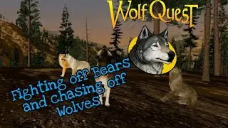 Wolf Quest 🐺, FIGHTING BEARS AND CHASING WOLVES
