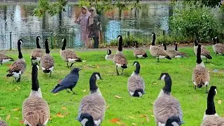 Small heath park Birmingham | small heath Park with hundreds of geese sounds | geese honking | geese