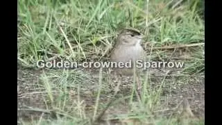 Golden-crowned Sparrow