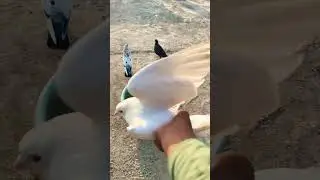 Pure white #pigeon #living #vairalvideo #pigeonlover #attitude #ytshorts #shortvideo #pigeonlover 💥