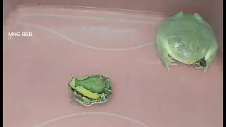 Asian water frog / African bullfrog and hornedfrogs