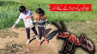 Chiti ko Dana dalne se kya hota hai - Ant Feeding Benefits - MR MickKO