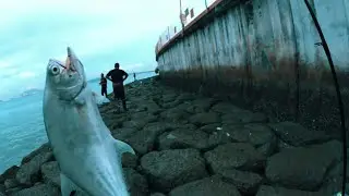 Penang Ultralight | Aksi Akrobatik Ikan Idaman Semua Pemancing