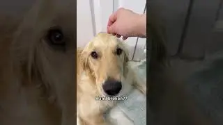 Перестаньте гладить свою собаку и посмотрите на ее реакцию😂 #собака # #смешнаясобака #золотистыйр...