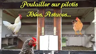Poulailler sur pilotis fait maison 1. Présentation, astuces, idées