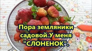Пора земляники садовой.У меня 