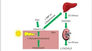 Synthesis Of Vitamin D and Activation of Vitamin D