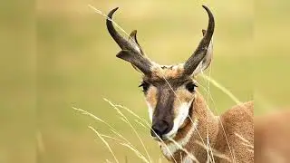 THE FIRST 6 FASTEST LAND ANIMALS IN THE WORLD