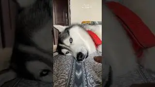 My husky don&rsquo;t howl 🤣  #husky #huskylife #huskydog #dogshorts #petshorts