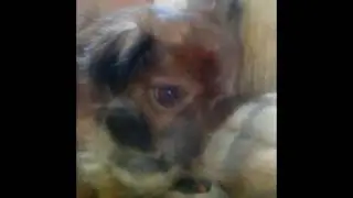 Lucy, my little princess