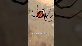 aposematic signals #blackwidow #spider