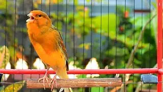 Método natural que deixa o canário belga cantar por longos períodos