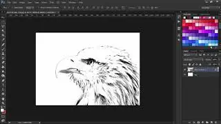 Transparent Line Drawing Eagle on Photoshop