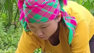 Harvesting ginger to sell - the life of a poor girl