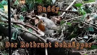 Buddy der Rotbrust Schn&auml;pper