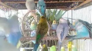 👀 You&rsquo;ll Watch These Budgies Again & Again 📈🦜