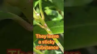 My secret garden quest 61 #sap sucking insects
