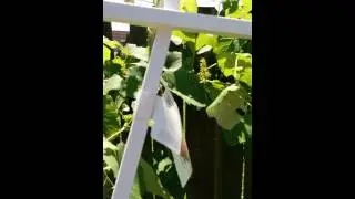 Leaping lizard!