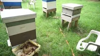Review Of Bee Yard Just a quick walk through.