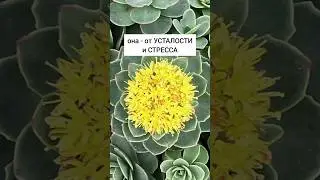 Родиола розовая - от усталости и стресса#травы #лекарственныерастения #травник #дикоросы