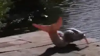 Fishes Mermaids #shortsvideo #shorts #viral