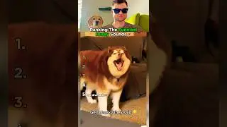 Top 5 Husky Sounds That Made Us Laugh!