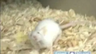 How to Care for Pet Mice : Diet for a Pet Mouse