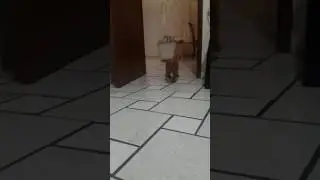 Trucho para el canal