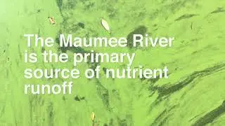 Algae bloom in Lake Erie brings green scum water