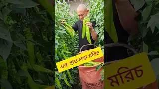 Big green chilli 🌶️ #youtubeshorts #chilli #food #chillilovers #amazingshorts
