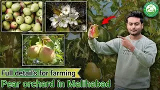 Pear&rsquo;s orchard in malihabad | Fruits orchard | Avadh Nursery | Online plants
