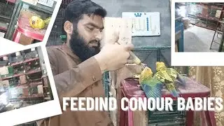 Feeding Sunconure Babies/Sunconure Breeding/Sunconure Breeding Progress /Sunconure Breeding Fromula